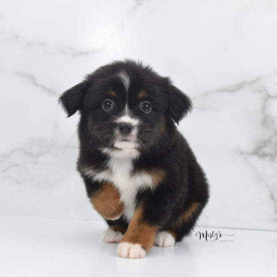 misty toy australian shepherds