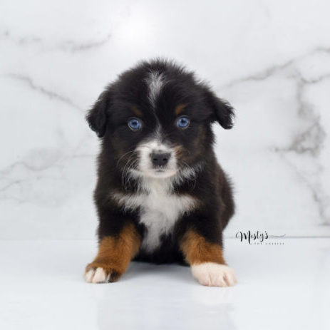 toy australian shepherd puppies for sale under $200