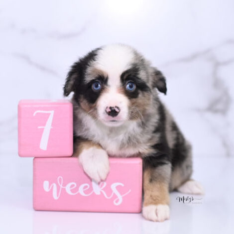 Mistys Toy Aussies Puppies Bandy 7 Weeks02