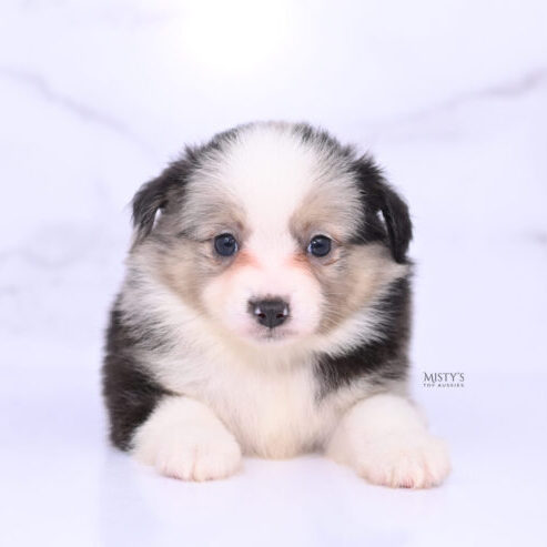 Mistys Toy Aussies Web Puppies Aspyn 6 Weeks06