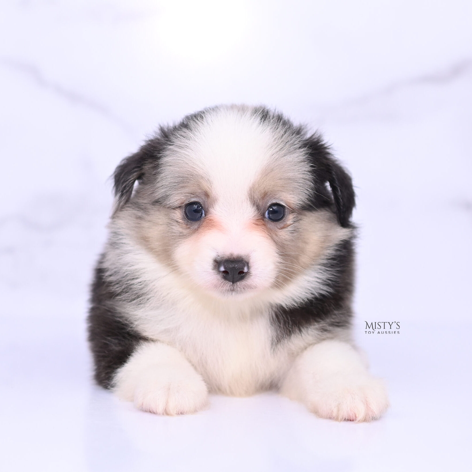 Mistys Toy Aussies Web Puppies Aspyn 6 Weeks06