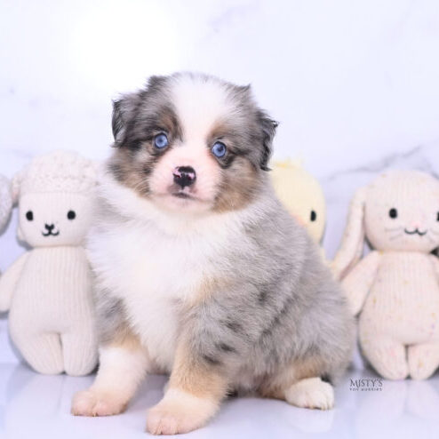 Mistys Toy Aussies Web Puppies Bodin 6 Weeks02