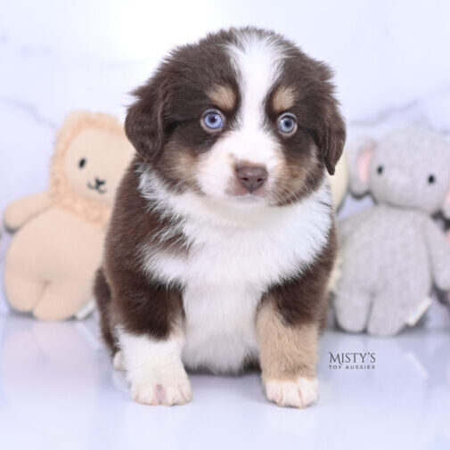 Puppy Nursery | Misty's Toy Aussies