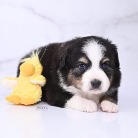 Mistys Toy Aussies Web Puppies Buster 4 Weeks13