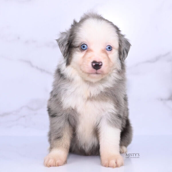 Mistys Toy Aussies Web Puppies Fawn 6 Weeks53
