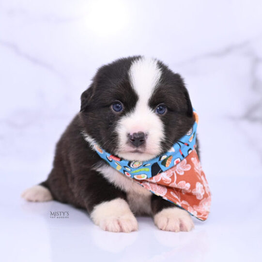 Mistys Toy Aussies Web Puppies Hanni 4 Weeks70