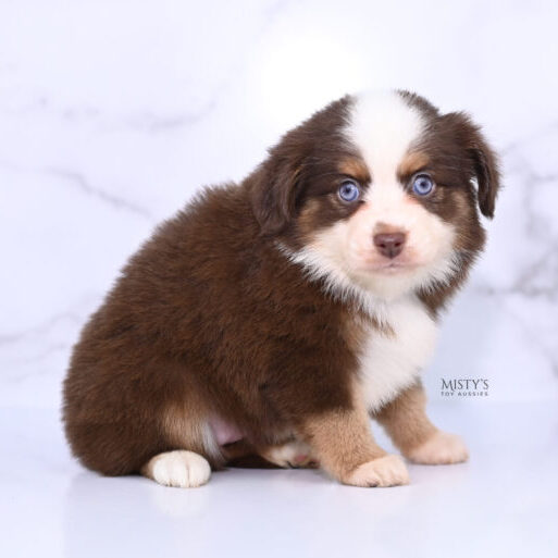 Mistys Toy Aussies Web Puppies Haven 6 Weeks52