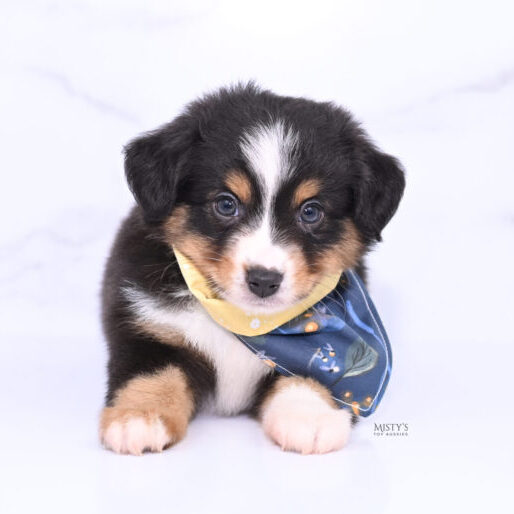 Mistys Toy Aussies Web Puppies Hobie 6 Weeks73