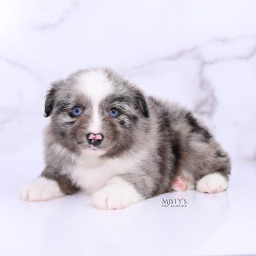 Puppy Nursery  Misty's Toy Aussies