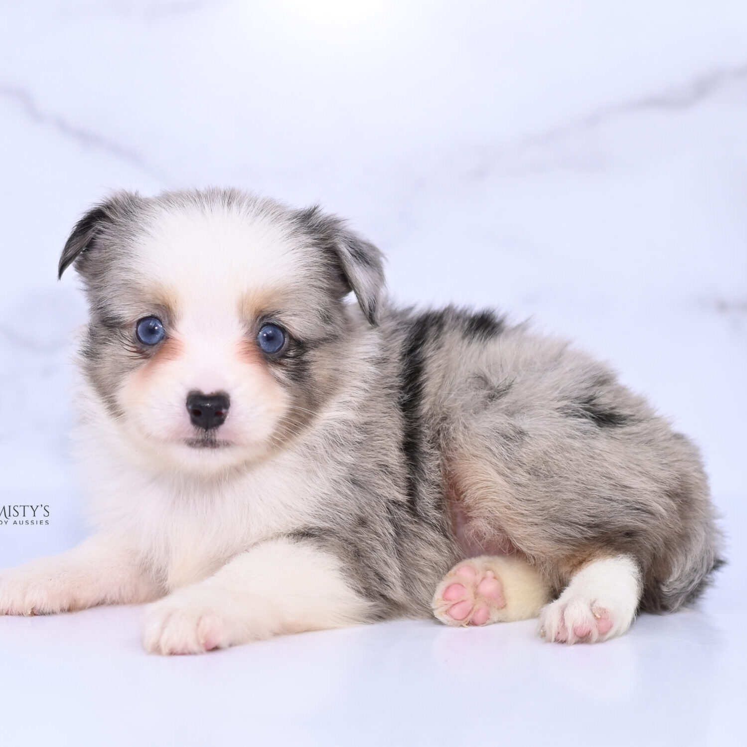 Mistys Toy Aussies Web Puppies Junie 6 Weeks99