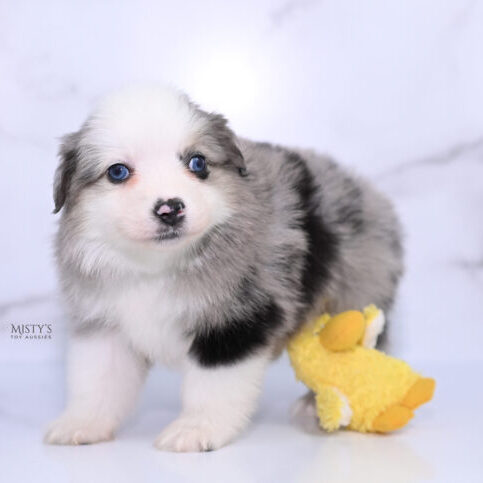 https://www.mistystoyaussies.com/wp-content/uploads/bb-plugin/cache/mistys-toy-aussies-web-puppies-kizzy-6-weeks52-600x483-square-85c99df2e43b4f4d5a46236f587db095-.jpg