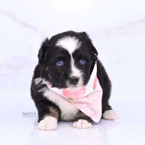 Mistys Toy Aussies Web Puppies Koko 4 Weeks50