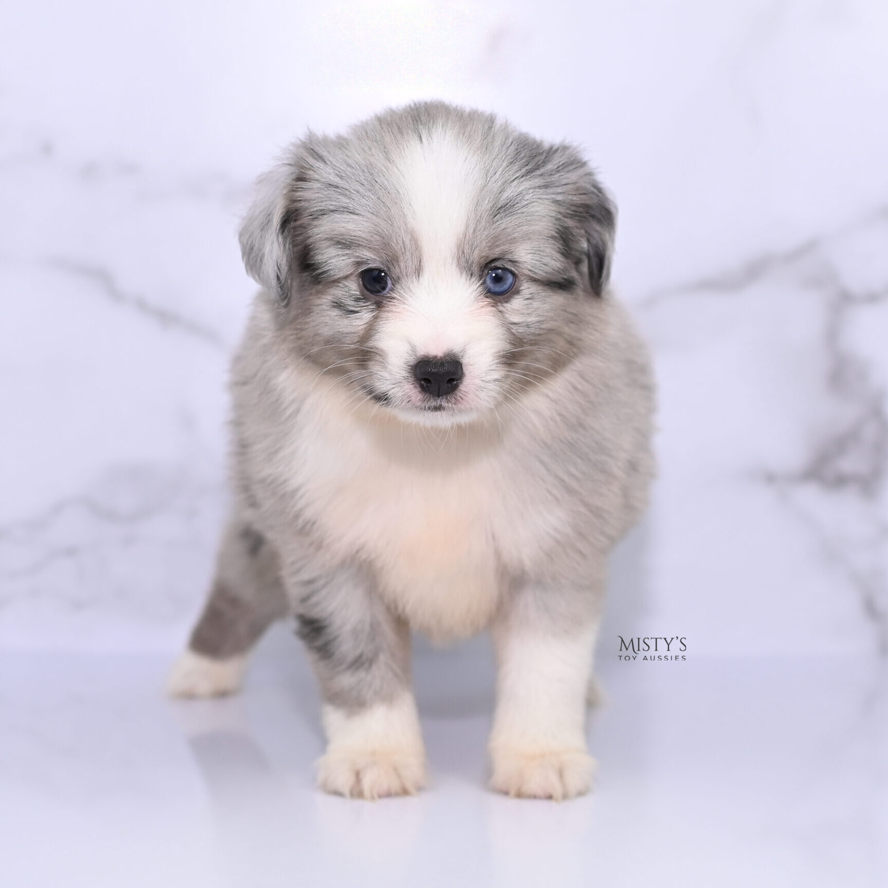 https://www.mistystoyaussies.com/wp-content/uploads/bb-plugin/cache/mistys-toy-aussies-web-puppies-lilou-6-weeks33-square-3f2027ae2acc3aeaa3d70be096bf69e3-.jpg