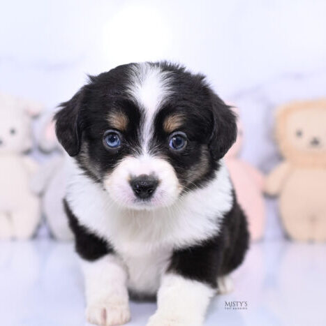 Toy & Mini Aussie Puppy Breeder in Michigan