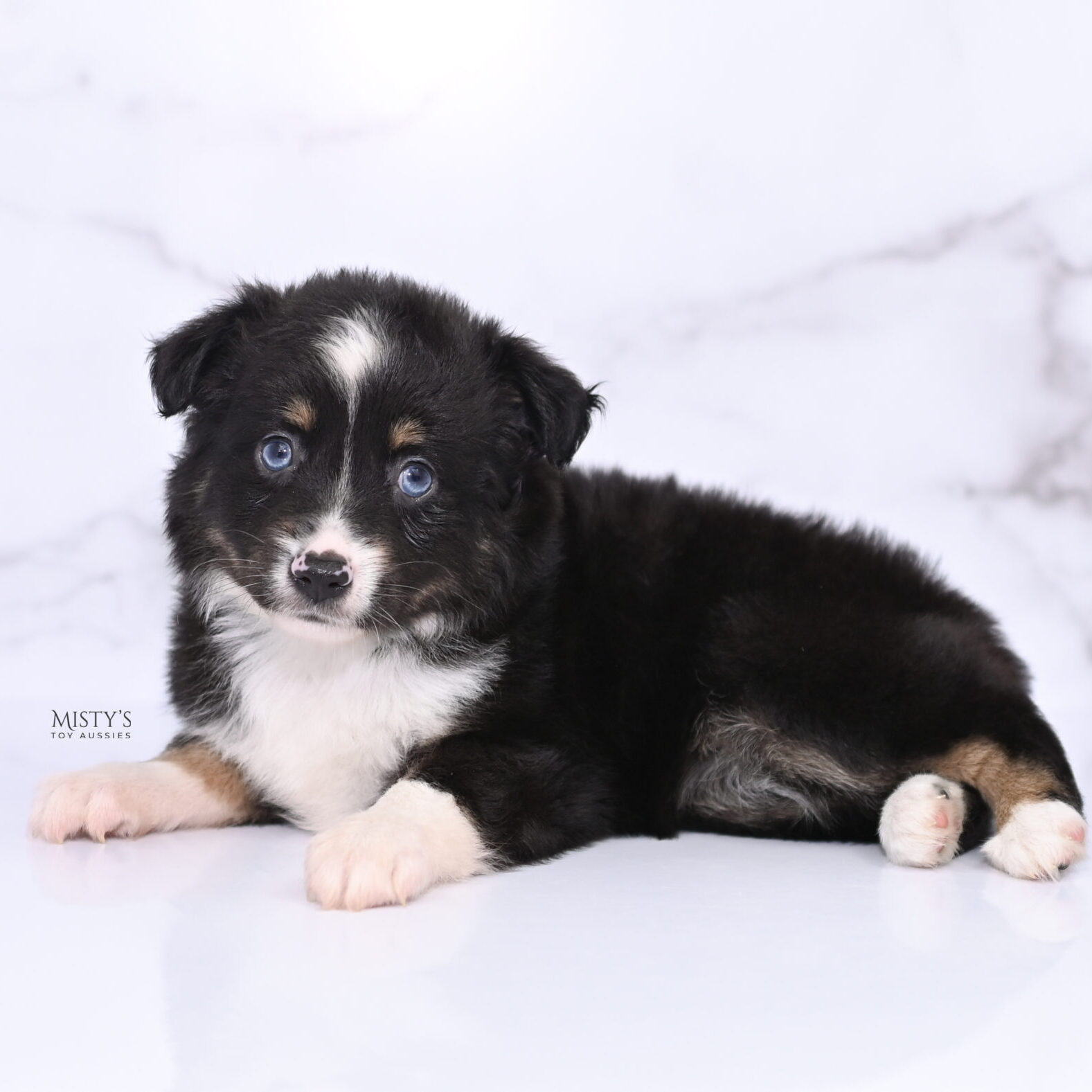 Mistys Toy Aussies Web Puppies Magica 6 Weeks98