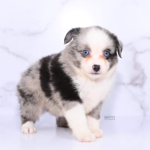 Mistys Toy Aussies Web Puppies Nordic 6 Weeks39