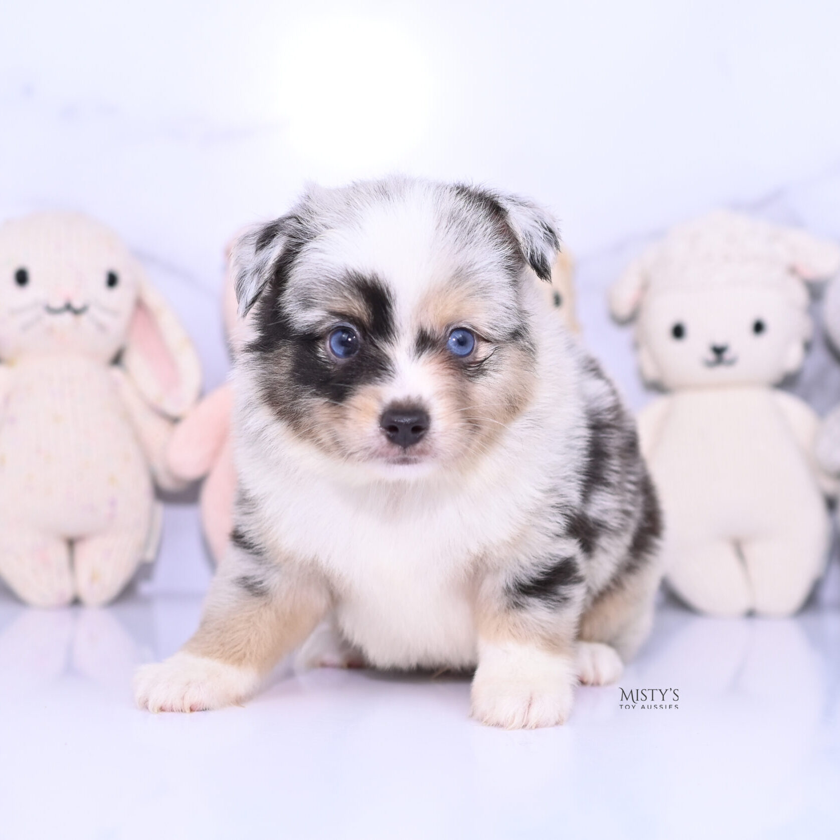 Mistys Toy Aussies Web Puppies Petey 6 Weeks95