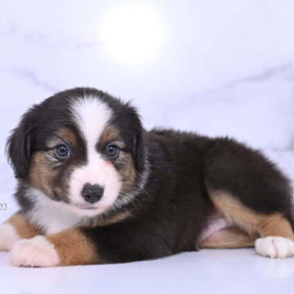 Mistys Toy Aussies Web Puppies Phineas 6 Weeks27