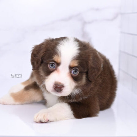 231-215-8377 - Toy, Teacup and Miniature Australian Shepherd  Breeder in Michigan (231) 215-8377