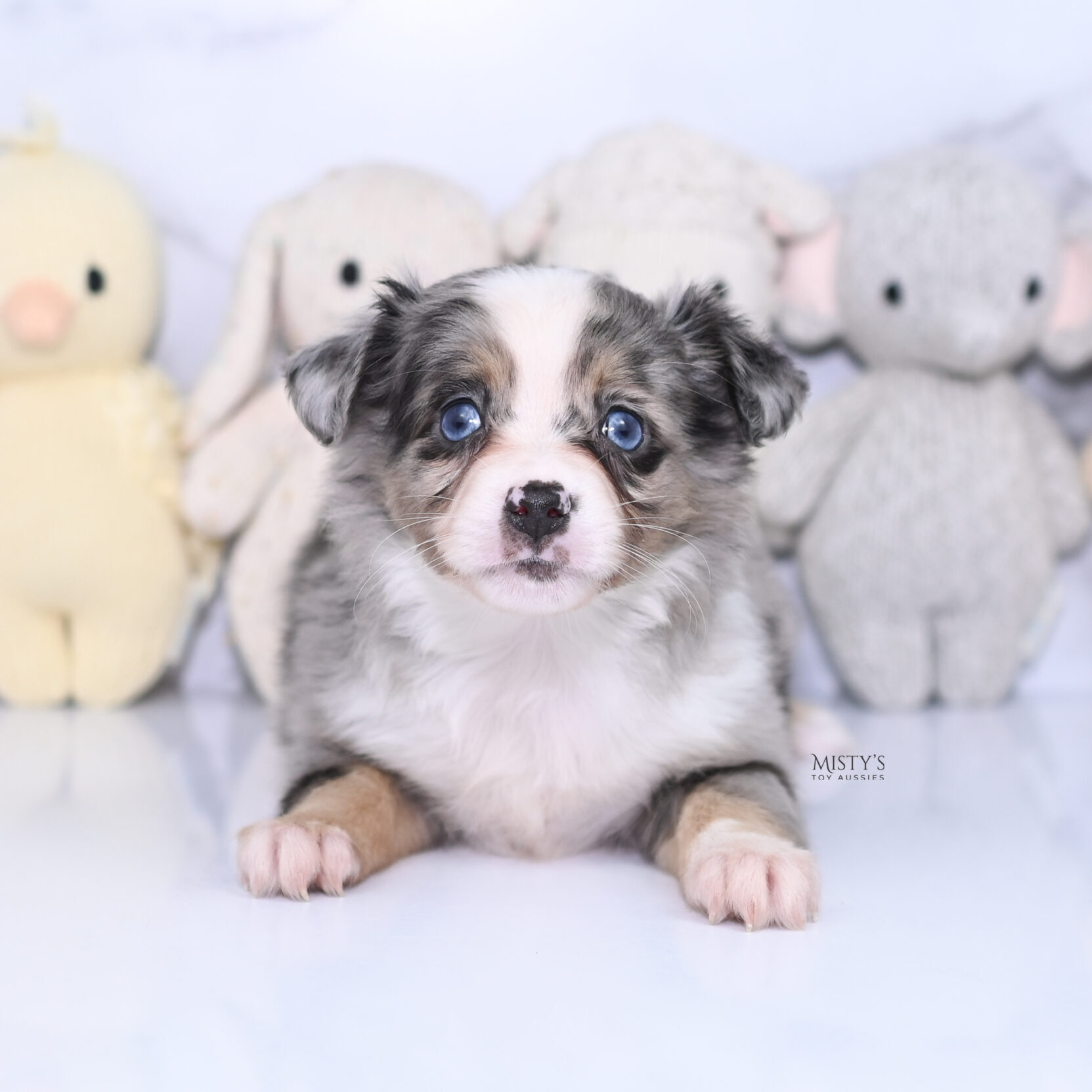 Mistys Toy Aussies Web Puppies Plum 6 Weeks44