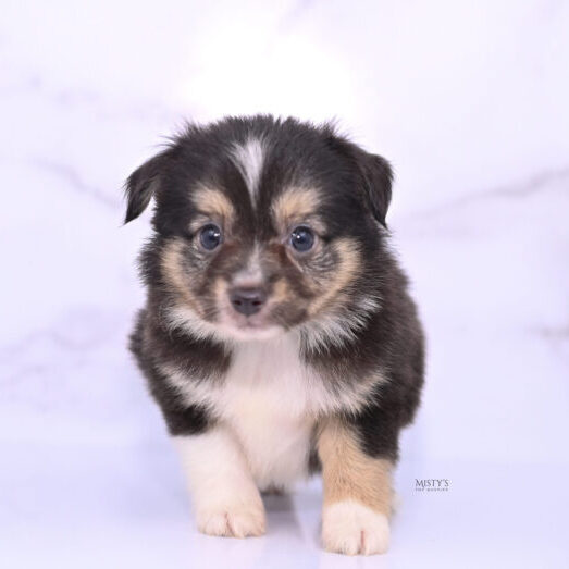 Mistys Toy Aussies Web Puppies Rollo 6 Weeks46
