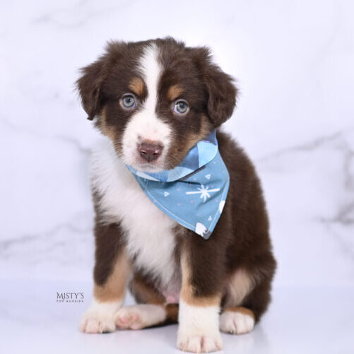 https://www.mistystoyaussies.com/wp-content/uploads/bb-plugin/cache/mistys-toy-aussies-web-puppies-rooster-6-weeks84-600x501-square-7159de92b63246c1bec5fc71a5f6f297-.jpg
