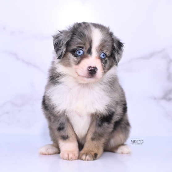 Mistys Toy Aussies Web Puppies Tallie 6 Weeks84