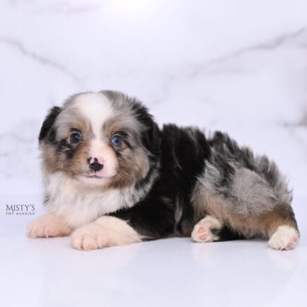 Mistys Toy Aussies Web Puppies Tato 6 Weeks53