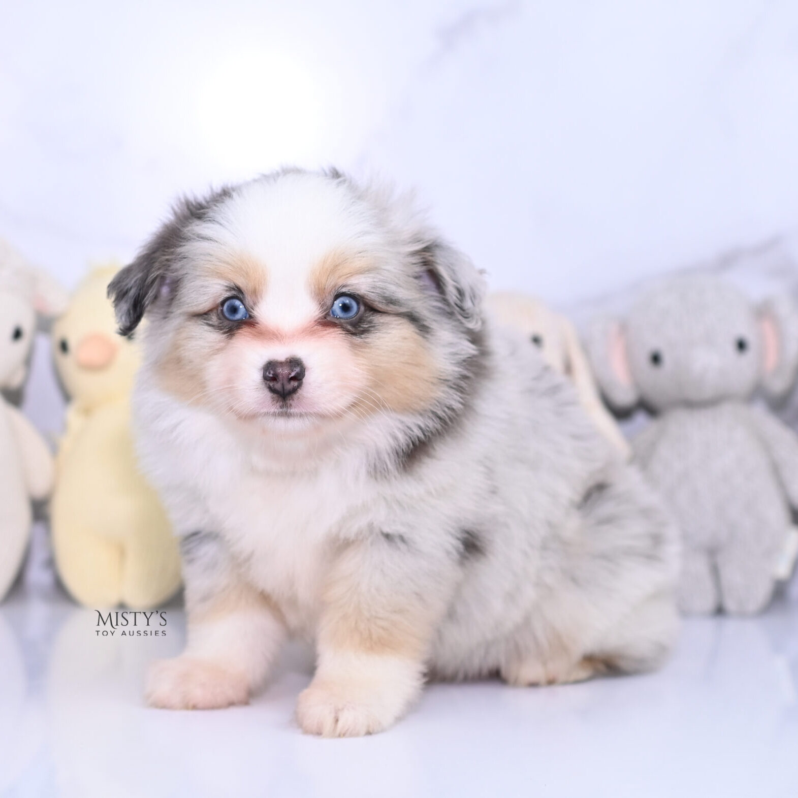 Mini / Toy Australian Shepherd Puppy Tinsley
