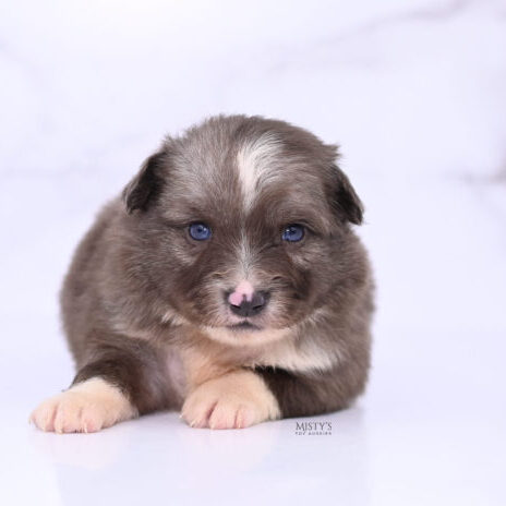 Mistys Toy Aussies Web Puppies Tweedle 4 Weeks11