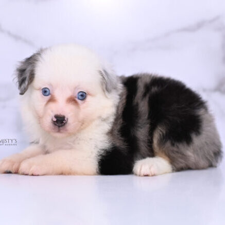 Mistys Toy Aussies Web Puppies Velzy 6 Weeks18