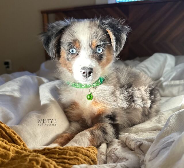 231-215-8377 - Toy, Teacup and Miniature Australian Shepherd  Breeder in Michigan (231) 215-8377