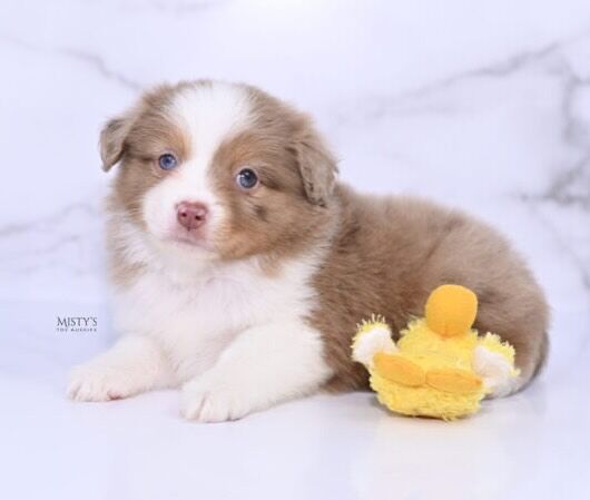 231-215-8377 - Toy, Teacup and Miniature Australian Shepherd  Breeder in Michigan (231) 215-8377