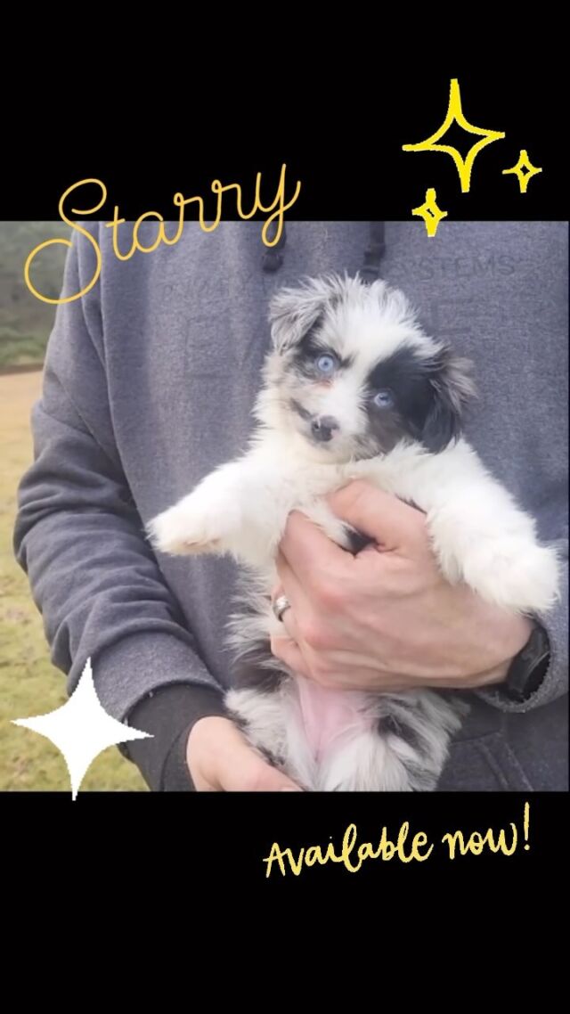 Toy & Mini Aussie Puppy Breeder in Michigan