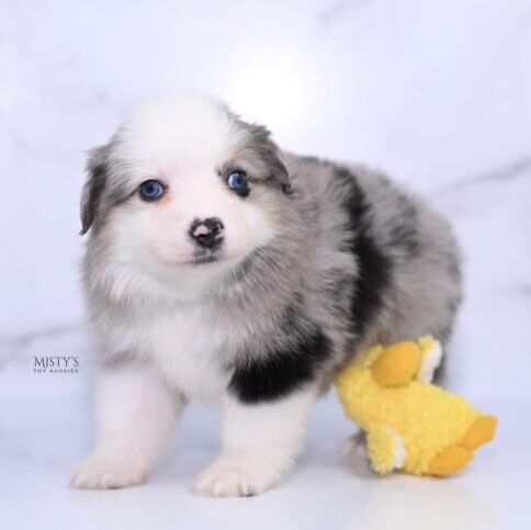 Toy & Mini Aussie Puppy Breeder in Michigan